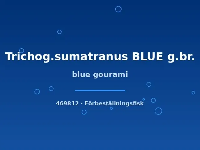 Näsets Ciklidhobby Blue Gourami akvariefisk 4–6 cm blå