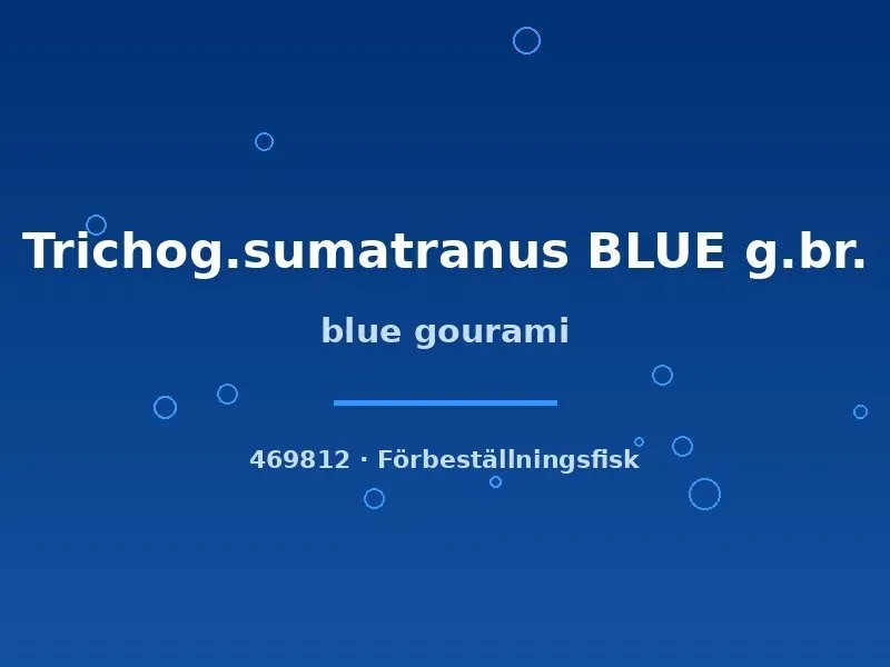 Näsets Ciklidhobby Blue Gourami akvariefisk 4–6 cm blå