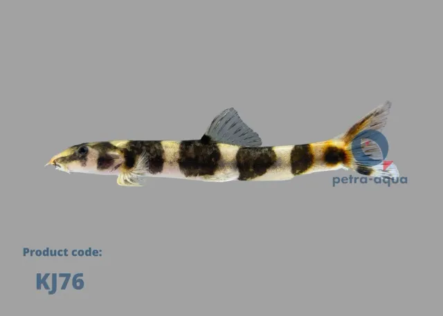 Näsets Ciklidhobby Kapuasia maculiceps barb 5–7 cm livlig