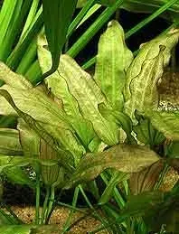 Echinodorus Oriental akvarieväxt i kruka