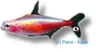 Cheirodon Axelrodi Gold tetra 2–2,5 cm stimfisk