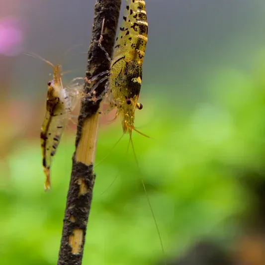 Shrimp Lolly Algae Vegetable räkfoder 10-pack