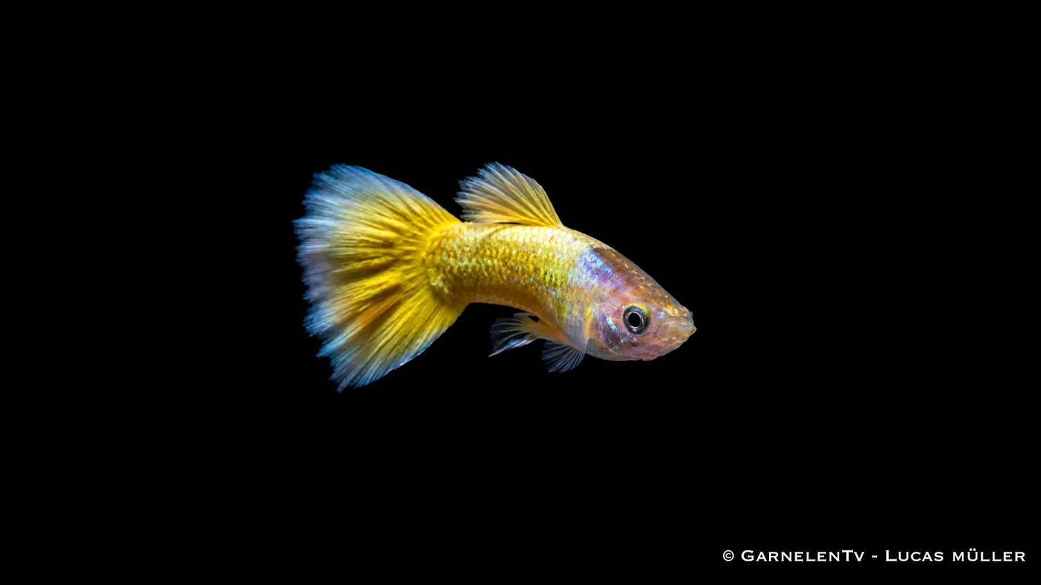 Garnelen TV Full Gold guppy hane 3–4 cm gul