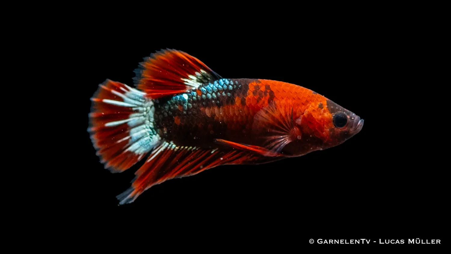 Garnelen TV Plakat Koi Hellboy kampfisk Betta splendens