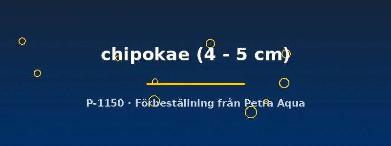 Näsets Ciklidhobby Chipokae Peacock ciklid 4–5 cm malawi