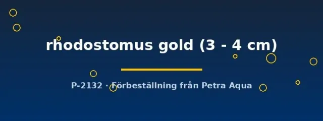 Näsets Hemigrammus rhodostomus tetra 3–4 cm gold