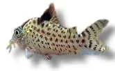 Näsets Ciklidhobby Corydoras agassizii mal 3-4 cm bottenfisk