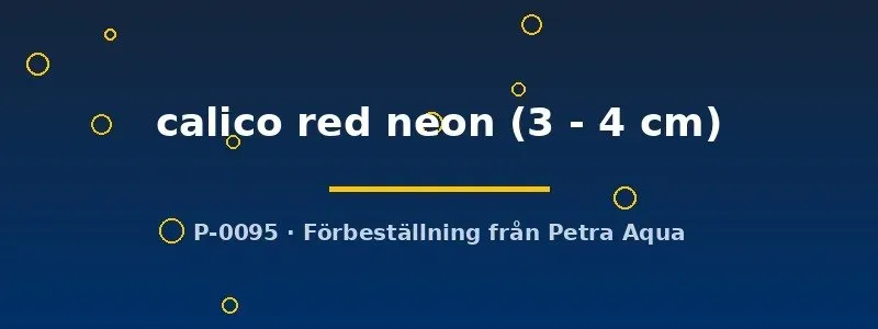 Näsets Ciklidhobby Aulonocara calico red neon ciklid 3–4 cm