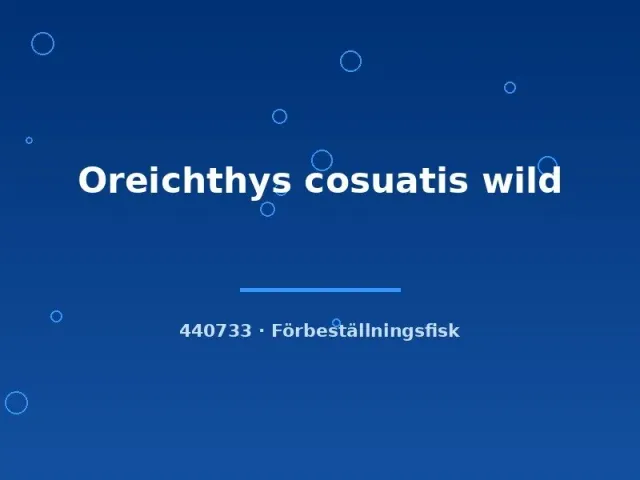Näsets Ciklidhobby Oreichthys cosuatis wild barbfisk lg