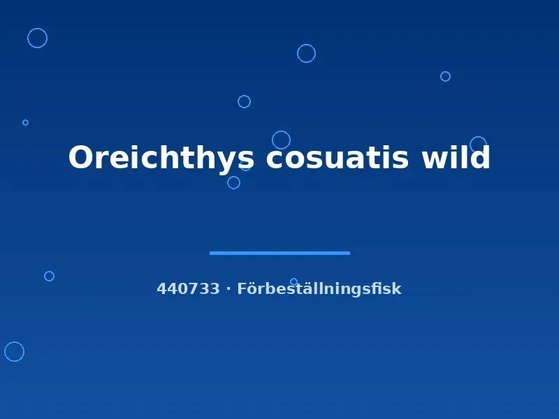 Näsets Ciklidhobby Oreichthys cosuatis wild barbfisk lg