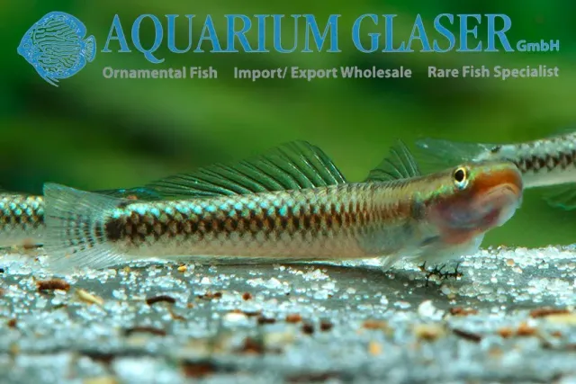 Näsets Ciklidhobby Stiphodon atropurpureus goby 3–5 cm wild