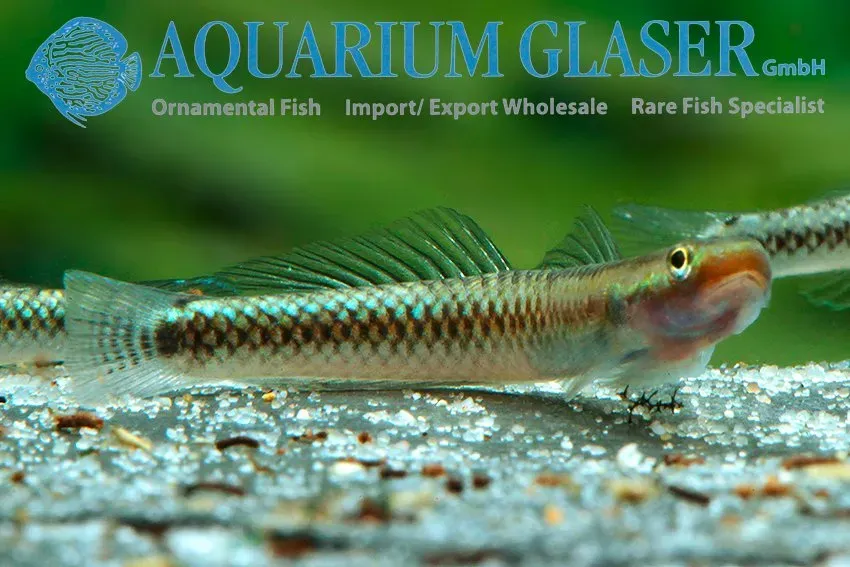 Näsets Ciklidhobby Stiphodon atropurpureus goby 3–5 cm wild
