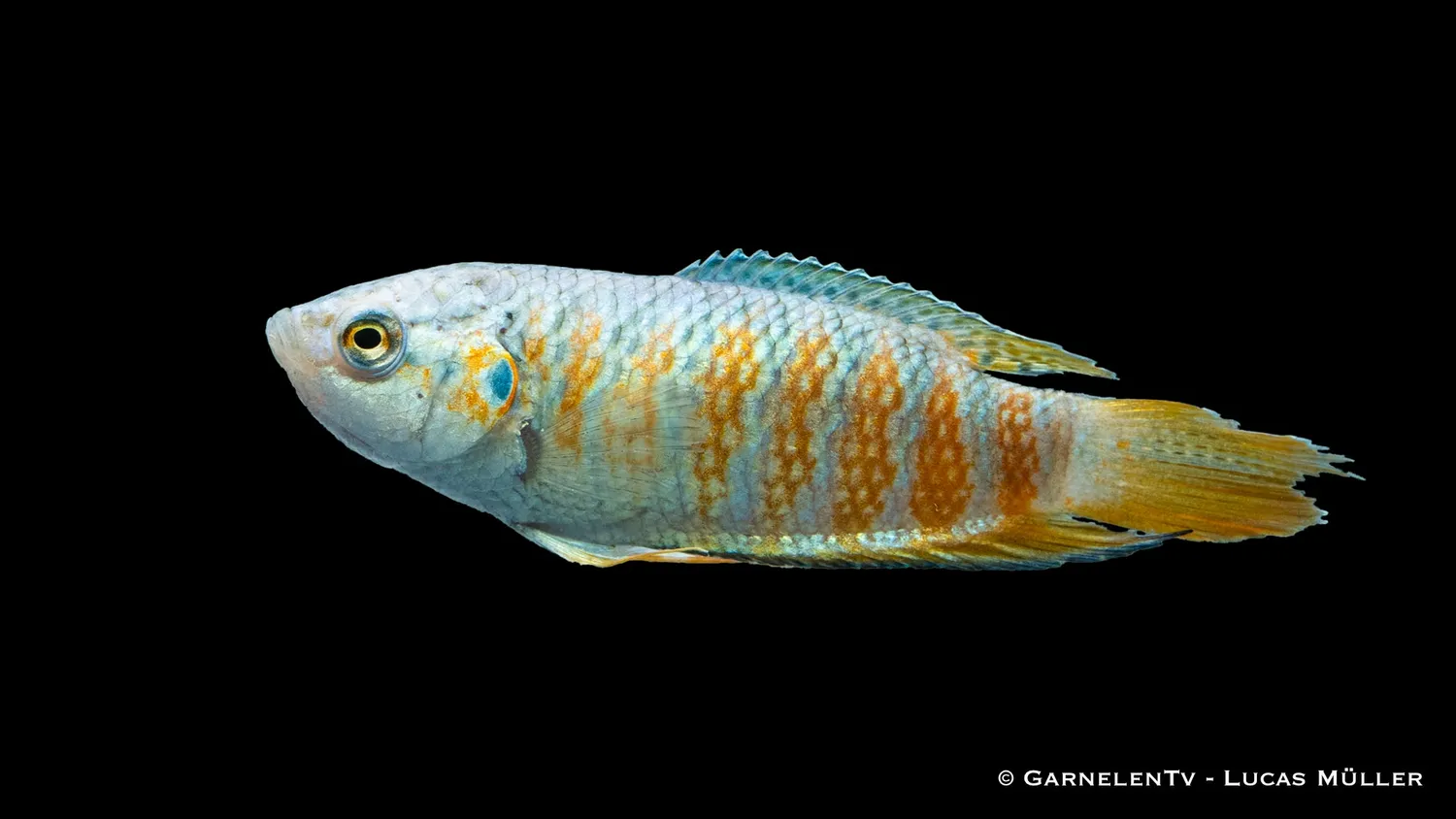 Garnelen TV Macropodus opercularis makropod blå 8–10 cm