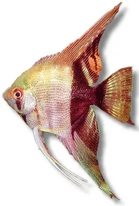 Näsets Ciklidhobby Bi-color skalarfisk 2,5–3 cm bicolor