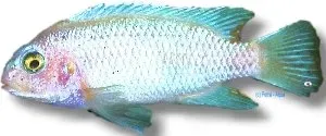 Näsets Ciklidhobby Pseudotropheus calanois Pearl White ciklid 4–5 cm
