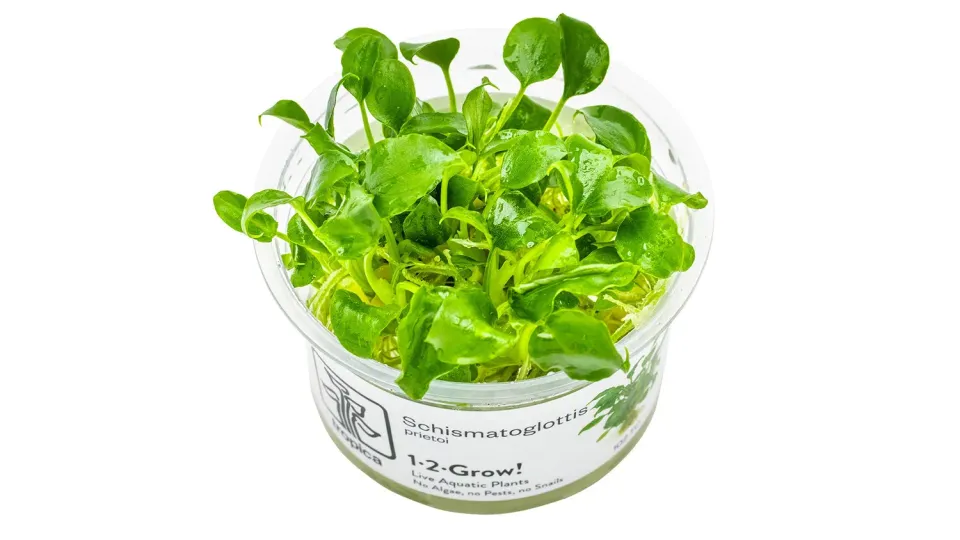 Garnelen TV Schismatoglottis prietoi akvarieväxt in vitro