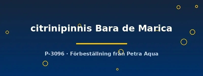 Näsets Ciklidhobby Leptolebias citrinipinnis Bara de Marica M killifisk