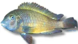 Näsets Ciklidhobby Tropheus moorii new kaiser ciklid över 9 cm