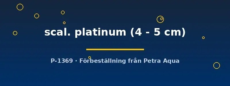 Näsets Ciklidhobby Pterophyllum platinum skalar 4–5 cm vit