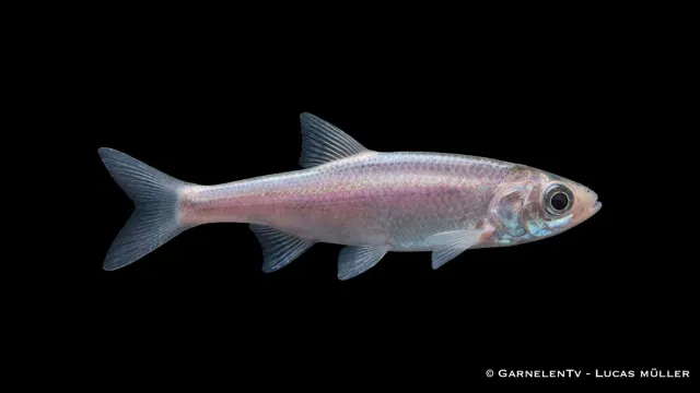 Blauorfe Leuciscus idus stimfisk blå orfe
