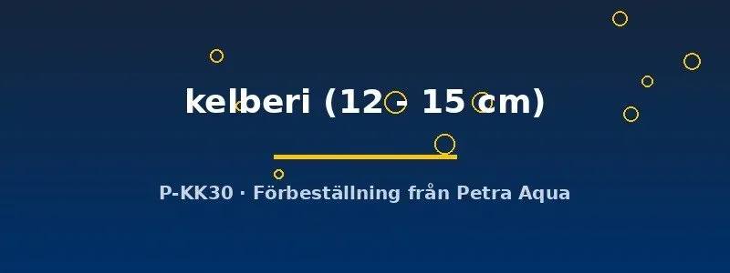 Cichla kelberi rovfisk ciklid 12–15 cm storvuxen