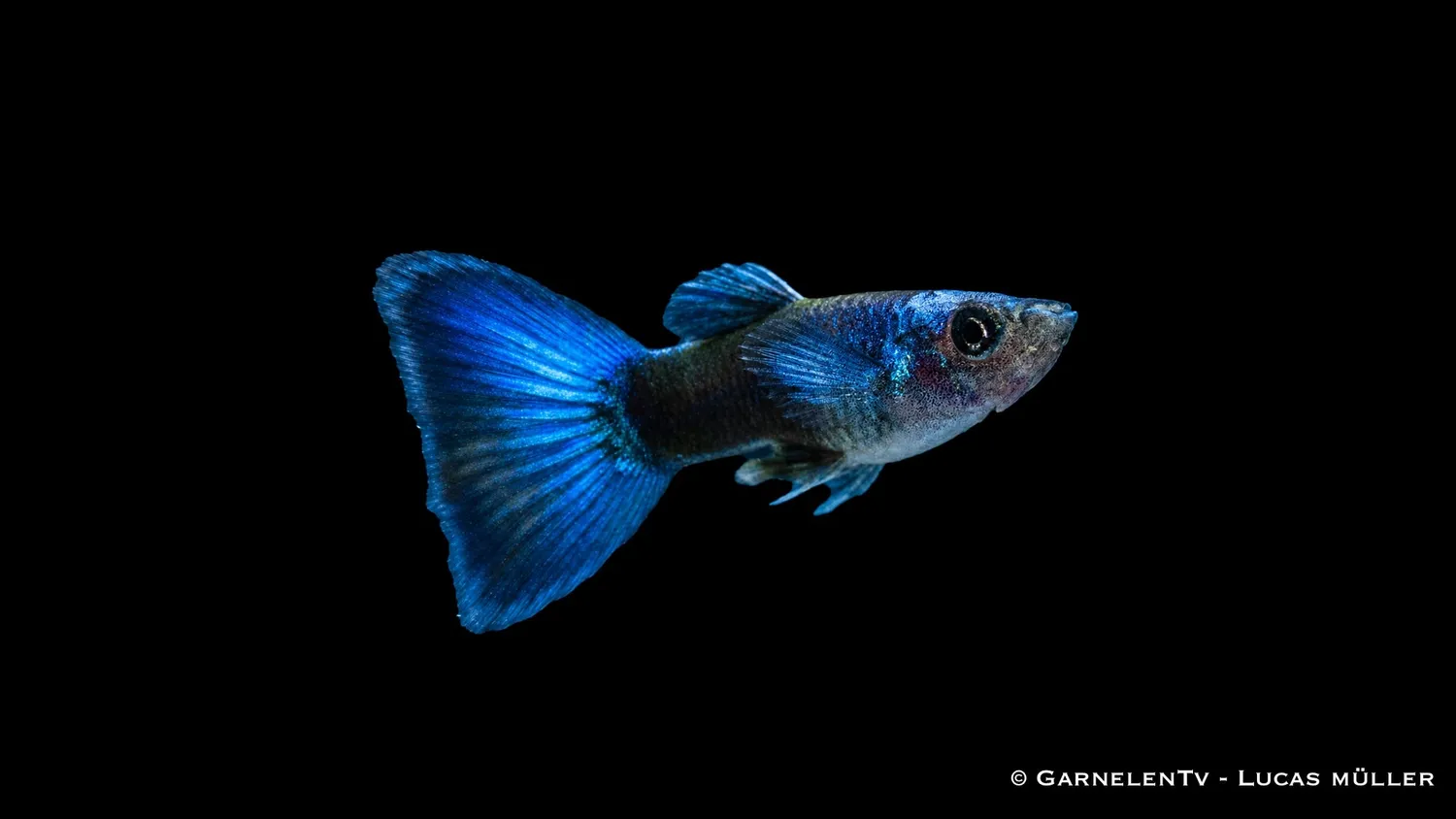 Garnelen TV Blue Moskau Poecilia reticulata guppyhane blå