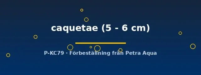 Näsets Geophagus caquetae ciklid 5–6 cm jordätare