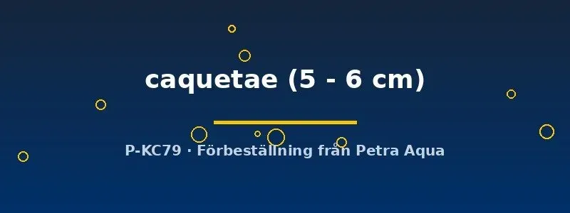 Näsets Geophagus caquetae ciklid 5–6 cm jordätare
