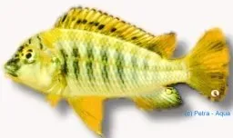 Näsets Ciklidhobby Simochromis babaulti yellow tiger ciklid XL