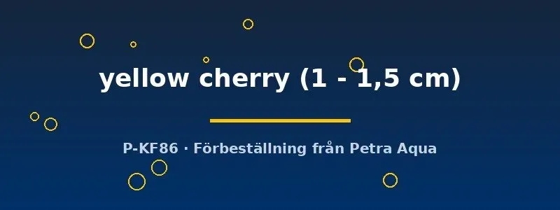 Neocaridina Yellow Cherry körsbärsräka 1–1,5 cm gul