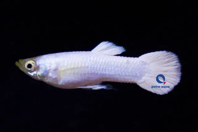 Poecilia reticulata snow white guppy hane 3–4 cm