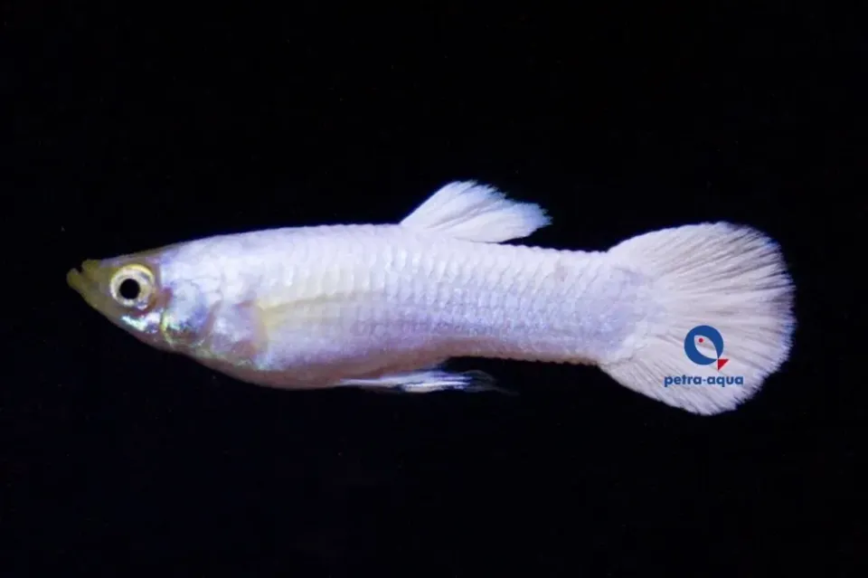 Poecilia reticulata snow white guppy hane 3–4 cm