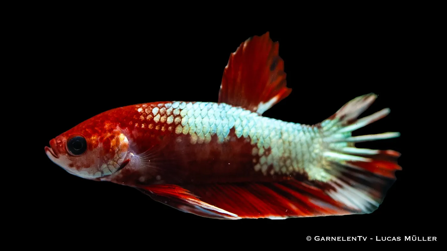 Garnelen TV Plakat Koi Hellboy kampfisk Betta splendens