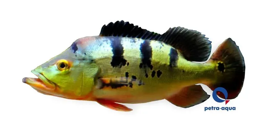 Näsets Ciklidhobby Cichla monoculus ciklid 5–6 cm rovfisk