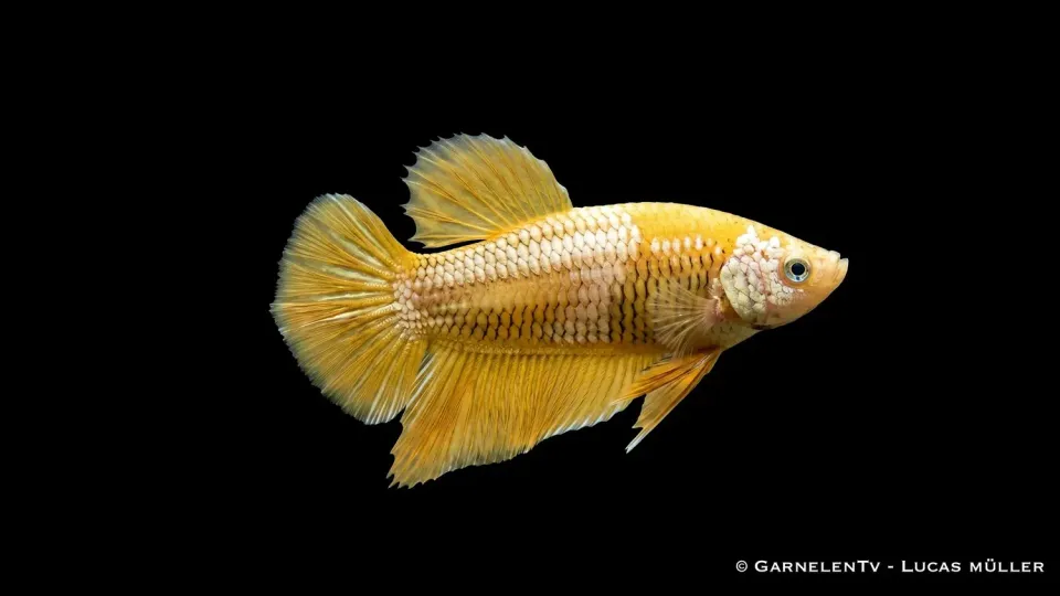 Garnelen TV Yellow Dragon Plakat kampfisk hona