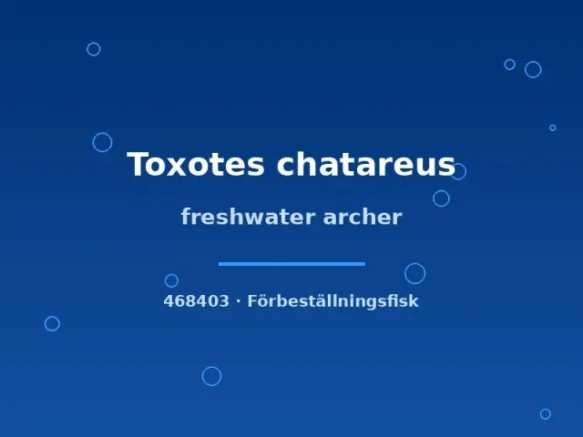 Toxotes chatareus skyttefisk 7–9 cm brackvattenart