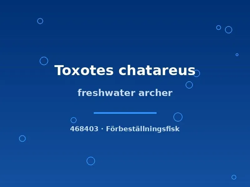 Toxotes chatareus skyttefisk 7–9 cm brackvattenart