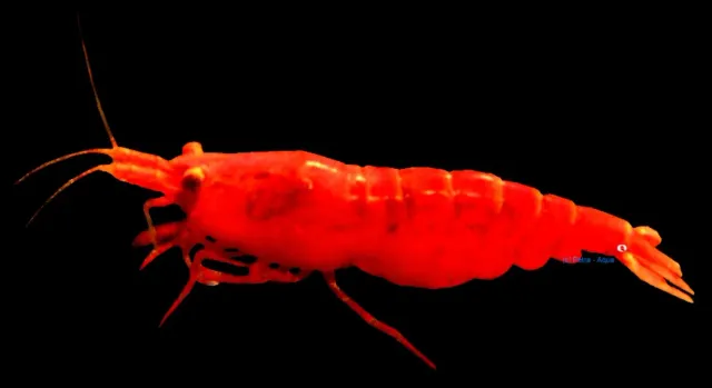 Neocaridina super red sakura räka 1–1,5 cm röd