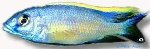 Näsets Ciklidhobby Red-Top Trematocranus ciklid 4–5 cm
