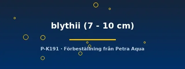 Näsets Ciklidhobby Toxotes blythii bågfisk 7–10 cm sprutfisk