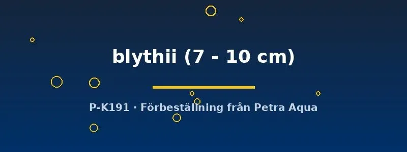 Näsets Ciklidhobby Toxotes blythii bågfisk 7–10 cm sprutfisk