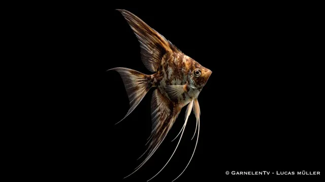 Garnelen TV Skalar Schoko Marmor pterophyllum akvariefisk