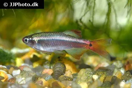 Näsets Ciklidhobby Kardinalfisk akvariefisk 2,5–3 cm långfenad