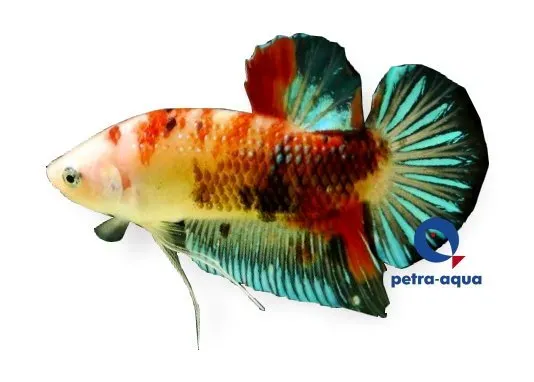 Näsets Ciklidhobby Betta spl giant hane kampfisk 6–8 cm