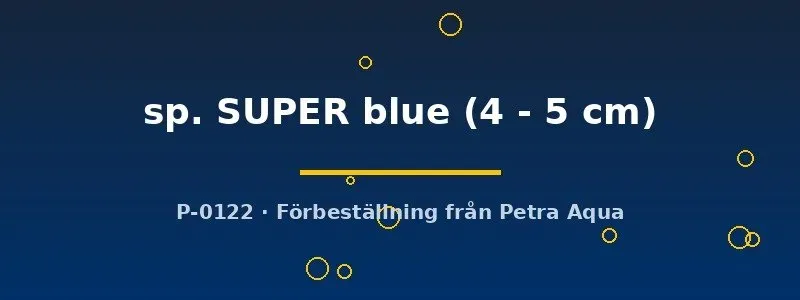 Näsets Ciklidhobby Aulonocara SUPER blue akvariefisk 4–5 cm