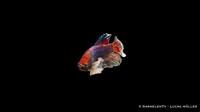 Garnelen TV Betta splendens kampfisk hane dumbo ear plakat