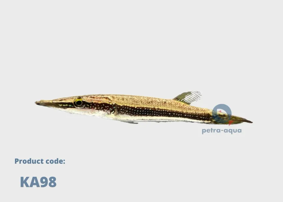 Luciocephalus pulcher rovfisk 7–10 cm