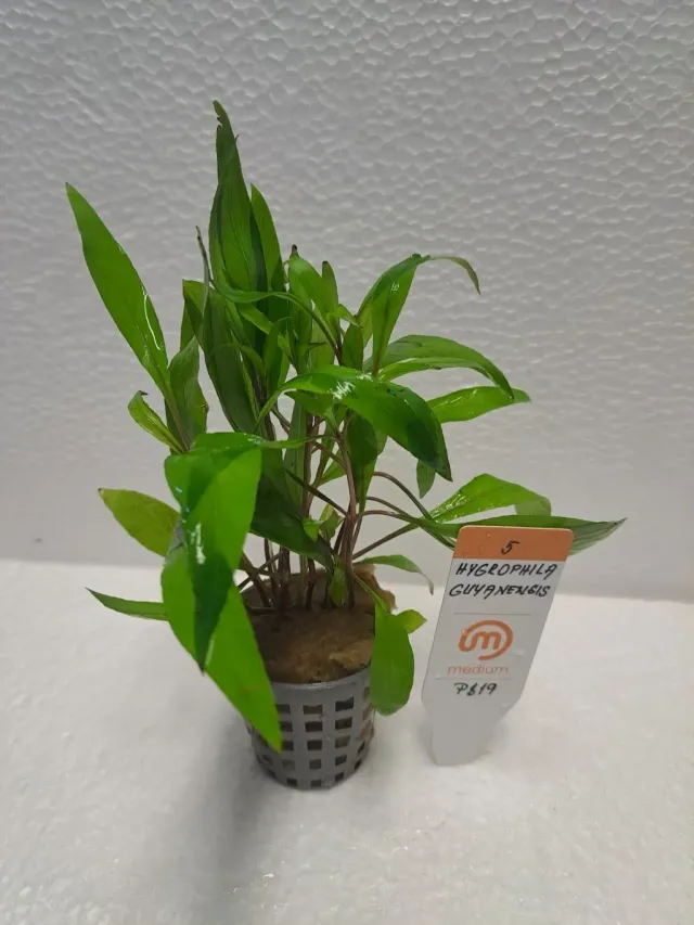 Näsets Ciklidhobby Hygrophila Guyanensis akvarieväxt Medium