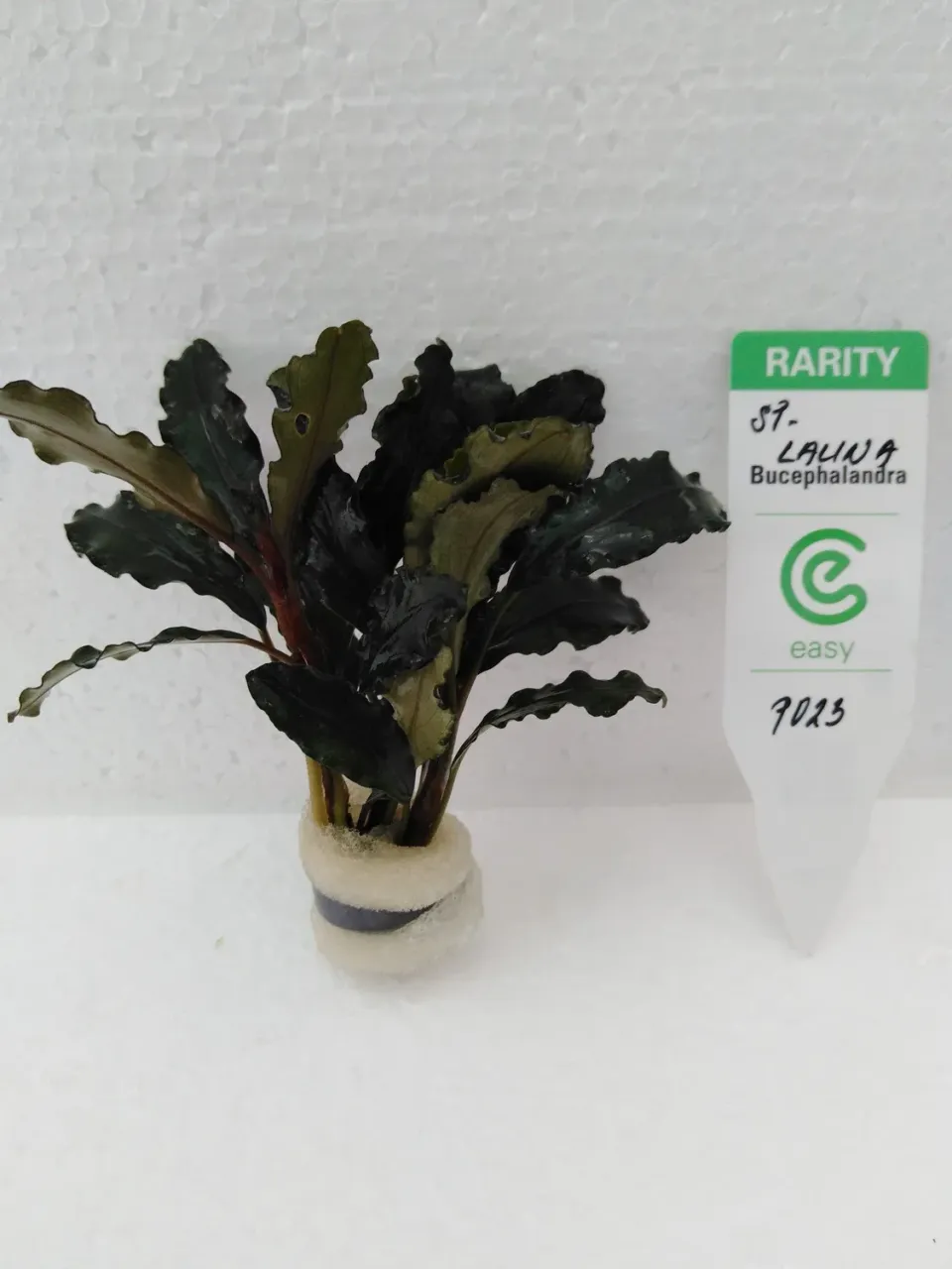 Näsets Ciklidhobby Bucephalandra lalina akvarieväxt Easy8