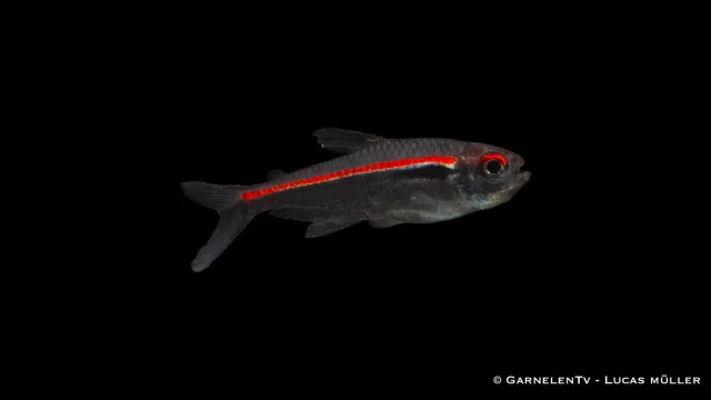 Garnelen TV amapa glödlystetra Hyphessobrycon amapaensis stimfisk